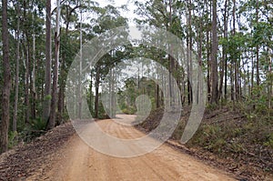 Rural unsealed road, dirt road with eucalyptus tree