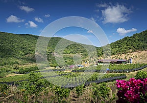 Rural valley landscape with pepper farm near kampot cambodia photo