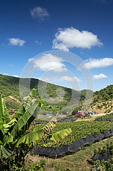 Rural valley landscape with pepper farm near kampot cambodia