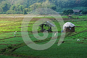 Rural Vegetable Farm of Thailand
