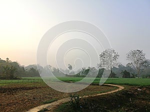 Rural view of dense fog on winter mornings