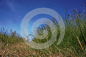 Rural view from grass landscape on a windmill in the distance in the Netherlands.