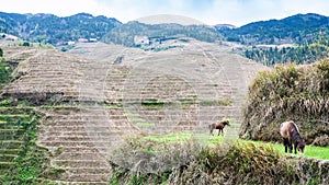 rural view of near Dazhai village in country