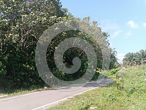 Rural view outdoor in kluang, johor