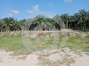 Rural view outdoor in kluang, johor