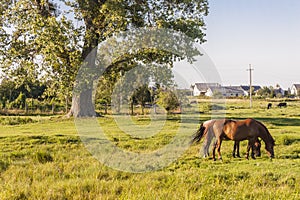 Rural view - two horses, Ukraine summer day.