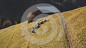 Rural village at mountain ridges aerial. Farm animals at nature landscape. Haystacks at cottage