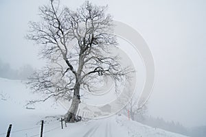 Rural winter landscape