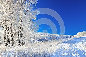 Rural winter landscape a with blue sky, a field and forest