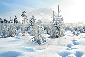 Rural winter landscape with the forest