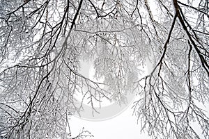 Rural winter landscape with forest and snow.