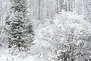 Rural winter landscape with forest and snow.