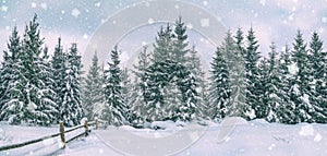 Rural winter landscape, panorama, banner - view of the snowy pine forest