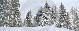 Rural winter landscape, panorama, banner - view of the snowy pine forest