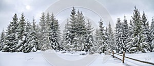 Rural winter landscape, panorama, banner - view of the snowy pine forest