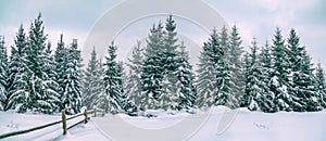 Rural winter landscape, panorama, banner - view of the snowy pine forest