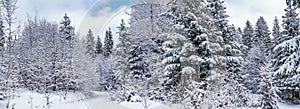 Rural winter landscape, panorama, banner - view of the snowy pine forest