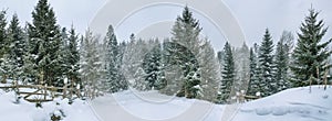 Rural winter landscape, panorama, banner - view of the snowy pine forest with a wooden fence
