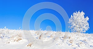 Rural winter landscape a panorama with the blue sky, a field and