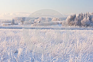 Rural winter landscape with white frost on field and forest