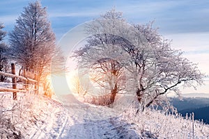 Tree covered by frost and mountain view on sunrise. natural winter background