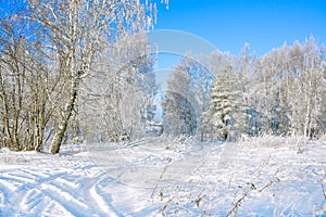 Rural winter snowy landscape with forest,field,road and blue sky