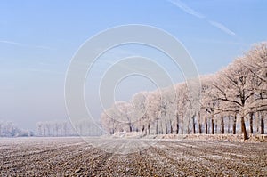 Rural winter in Zeeland, the Netherlands photo
