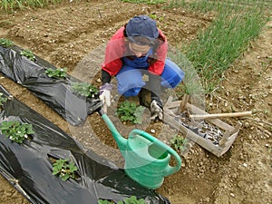 Rural woman dig field full of vegetables