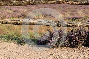Rural wooden fence and flowering heather near unpaved sand path