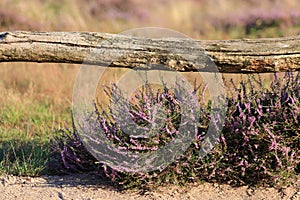 Rural wooden fence and flowering heather near unpaved sand path