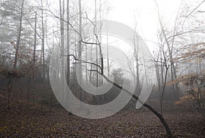 Rural Woodland Clearing on a Foggy Winter Morning