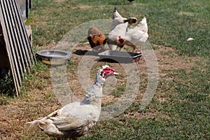 Rural yard, detail of a young turkey in the foreground. A group of white and brown hens feeding in the background
