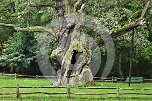 Rus seven hundred years old tree. photo