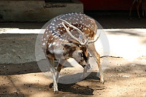 A Rusa alfredi in the sanctuary