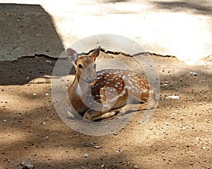 A Rusa alfredi in the sanctuary