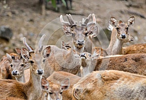 Rusa deer photo