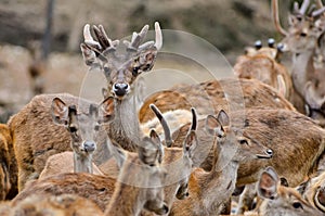 Rusa deer photo