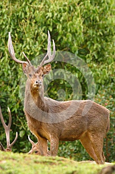 Rusa deer stag