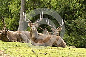Rusa deer stags