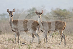 Rusa timorensis Javan rusa Cervidae