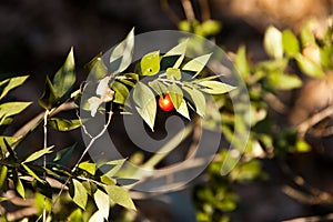 Ruscus Aculeatus