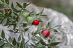 Ruscus aculeatus with berries photo