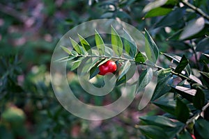 Ruscus aculeatus, known as butcher\'s-broom photo