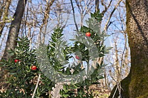 Ruscus aculeatus plants in the woods photo