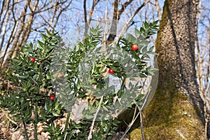 Ruscus aculeatus plants in the woods