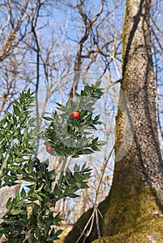 Ruscus aculeatus plants in the woods