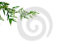 Ruscus leaves isolated