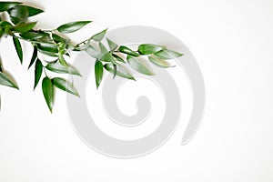 Ruscus leaves isolated