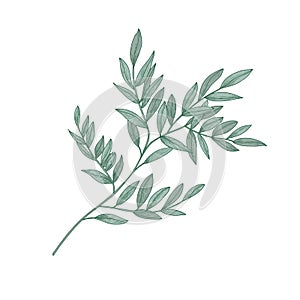 Ruscus sprig with green leaves isolated on white background. Beautiful natural drawing of gorgeous evergreen plant or