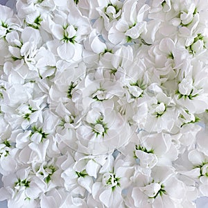 Rush of the freshest white small flowers. Background from matthiola flowers. photo
